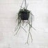 Rhipsalis megalantha - 17cm
